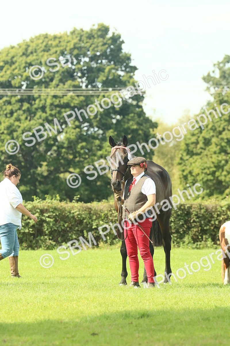 SBM_66517 - S34 - Rehabilitated Rescue Horse & Pony In Hand & Ridden