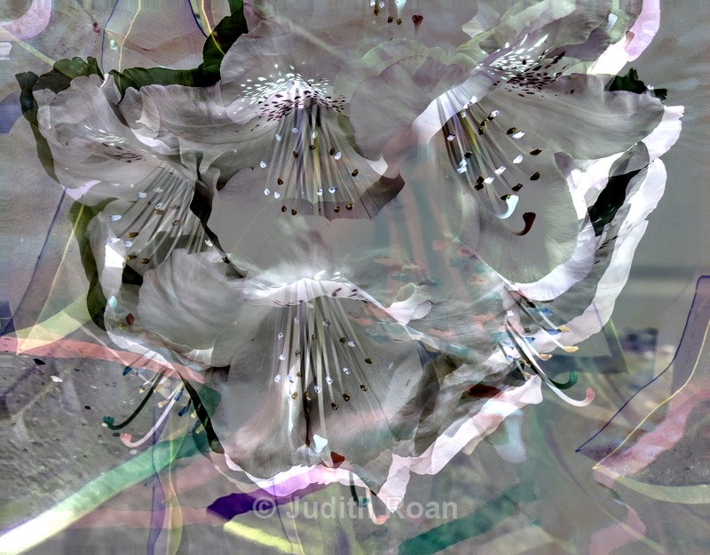 Rhody Blossom - Photo Montages
