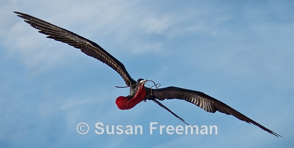 Frigate Bird with Nesting Material - Nature