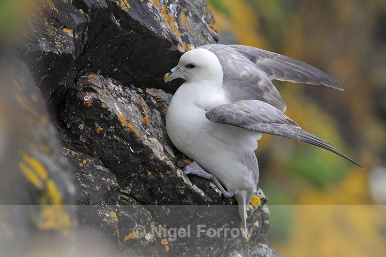 Fulmar clinging on to a cliff ledge on the Lizard Peninsula - Fulmar