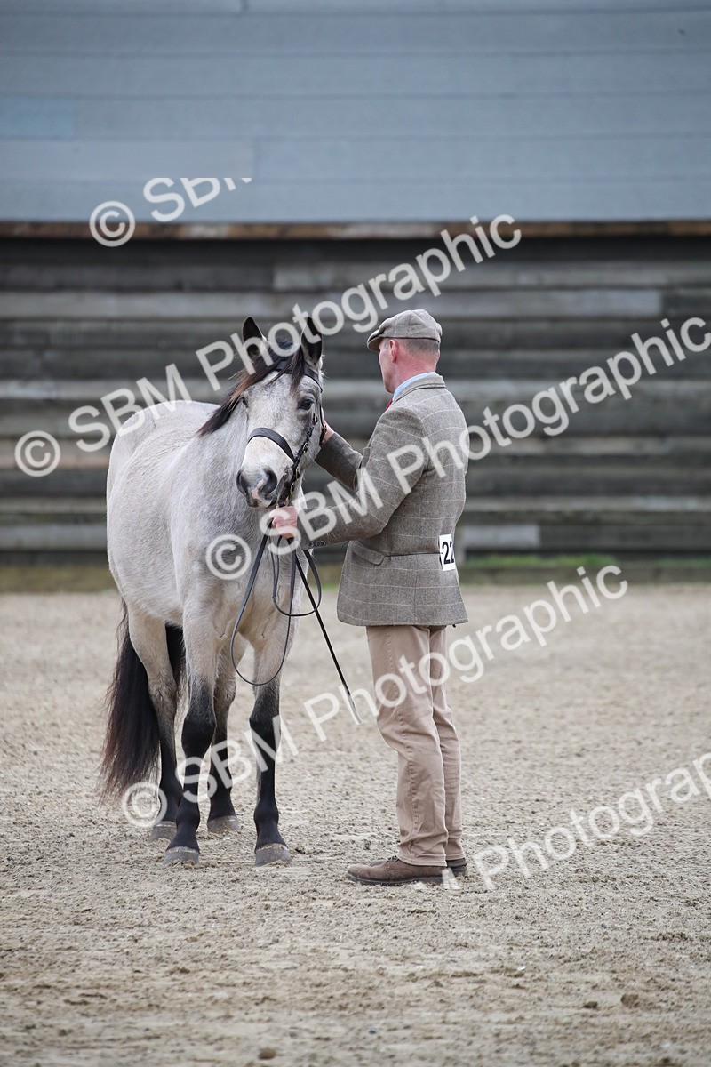 SBM_003993 - Class 1-4 - Young Stock classes Inc. In Hand Championship