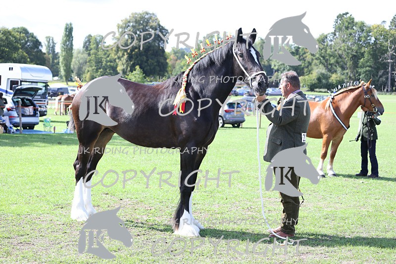 APP_3184 - Class 3 Youngstock