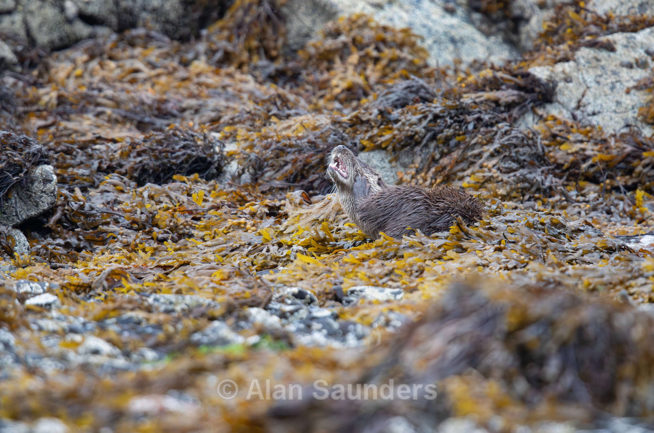 Eurasian Otter 59