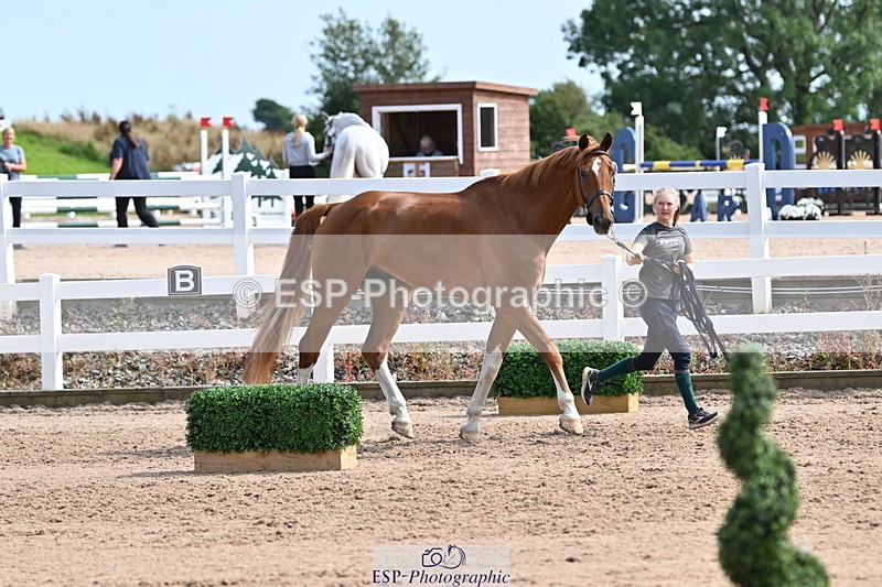 240717A-161228-03344 - Trot Up 4pm to 5pm