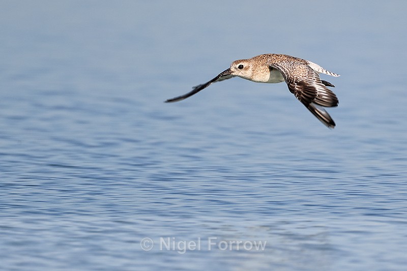 Black-bellied Plover flying, Fort De Soto Park, Florida - Black-bellied Plover