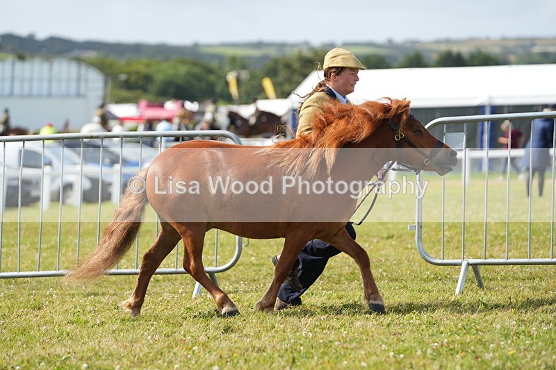 DSC05218 - Class 49: NPS Shetland 4 years and over