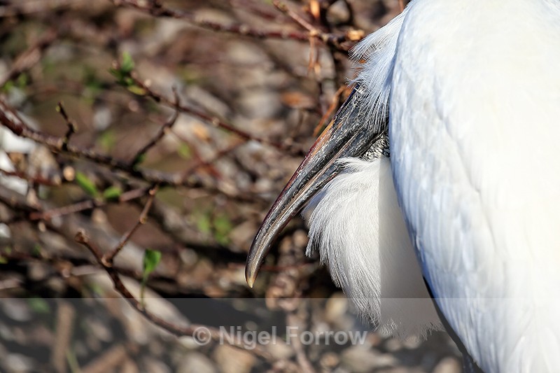 Wood Stork bill and feathers, Wakodahatchee Wetlands, Florida - Wood Stork