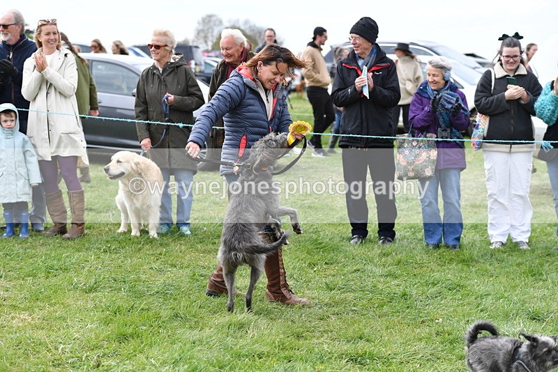 WJ5_9422 - Class 1 Best Cross Breed / Heniz 57