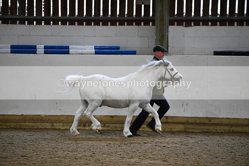 WJ5_5178 - Class 4 In hand M&M - small breeds