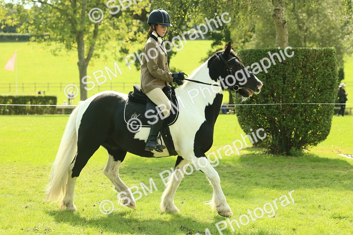 SBM_66671 - S34 - Rehabilitated Rescue Horse & Pony In Hand & Ridden