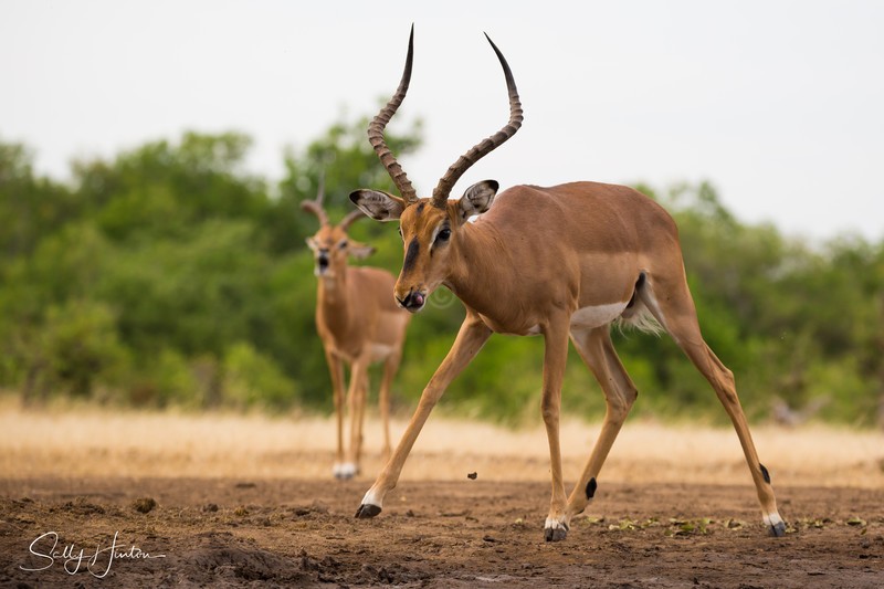 Impala at Waterhole 2