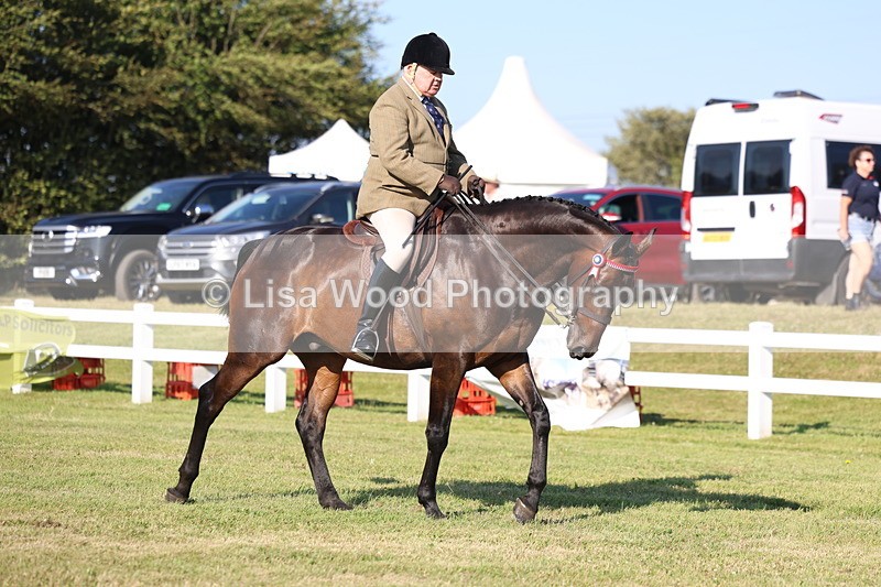 3E7A5236 - Class 2: Rising Star Large Hack/Riding Horse
