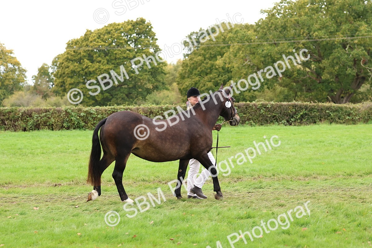 SBM_41688 - S26 - Mature Veteran In Hand