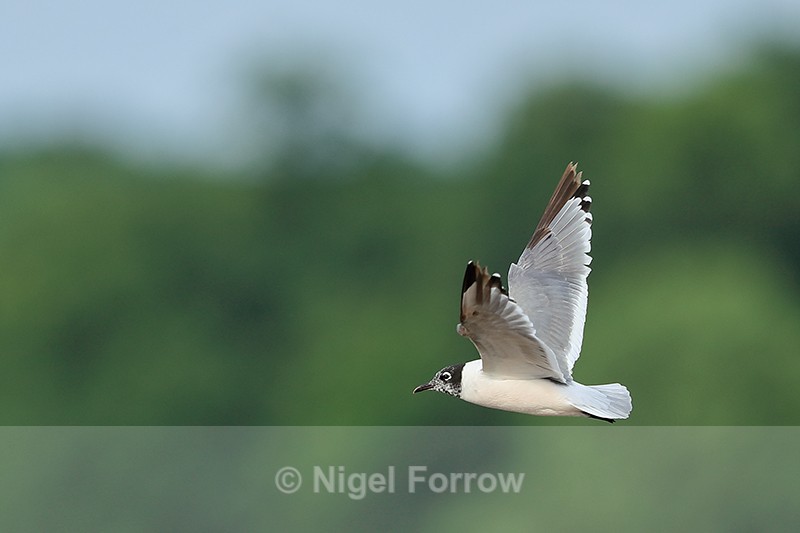 Franklin's Gull in flight, Minnesota - Franklin's Gull