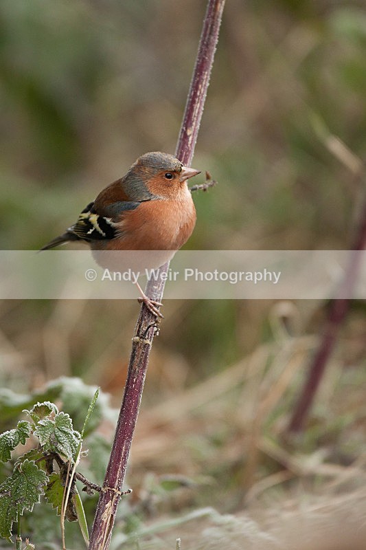 20121202-_MG_1329 - Chaffinch