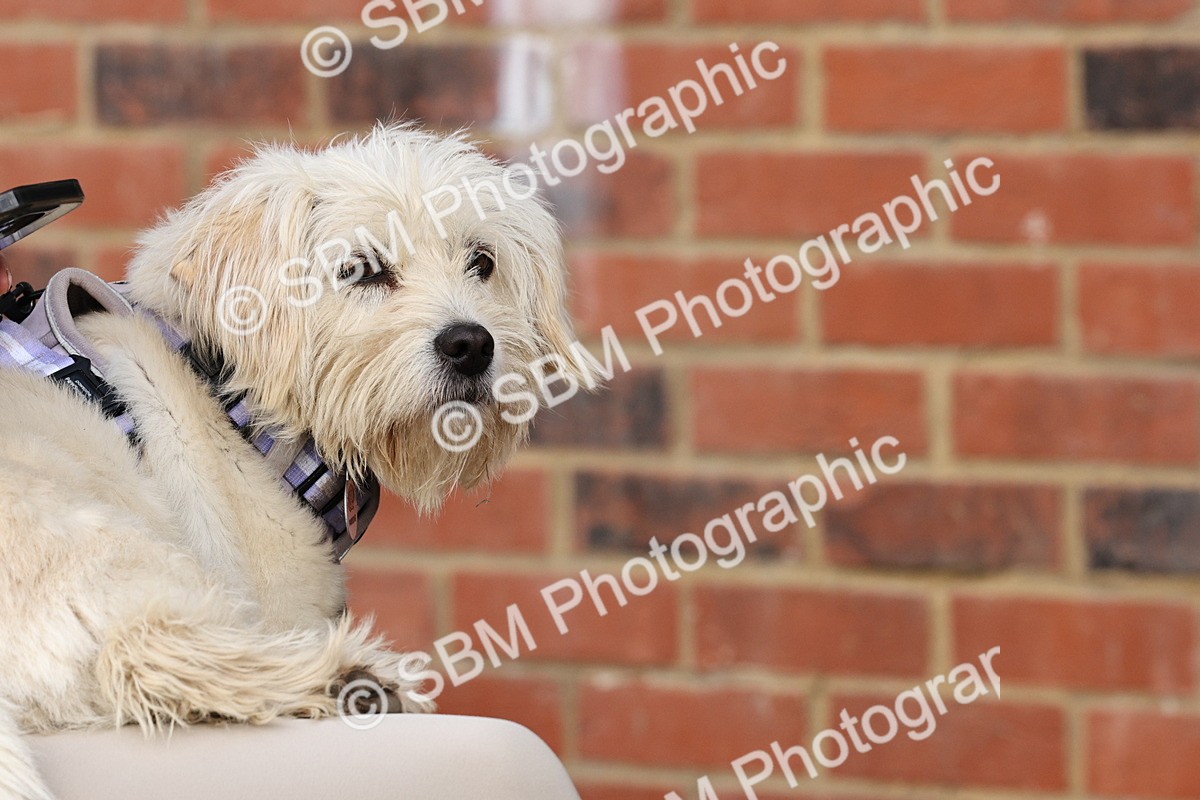 SBM_004980 - Dressage Presentations