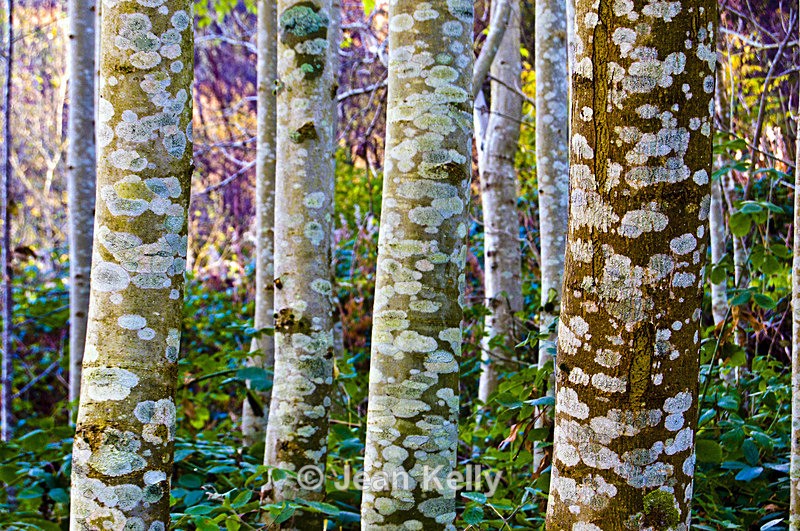 Tree - 4511 - Trees