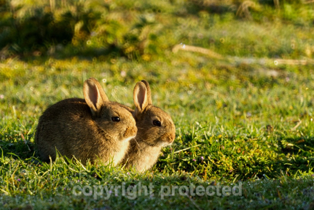 Rabbit near Lackford Lakes (Suffolk)