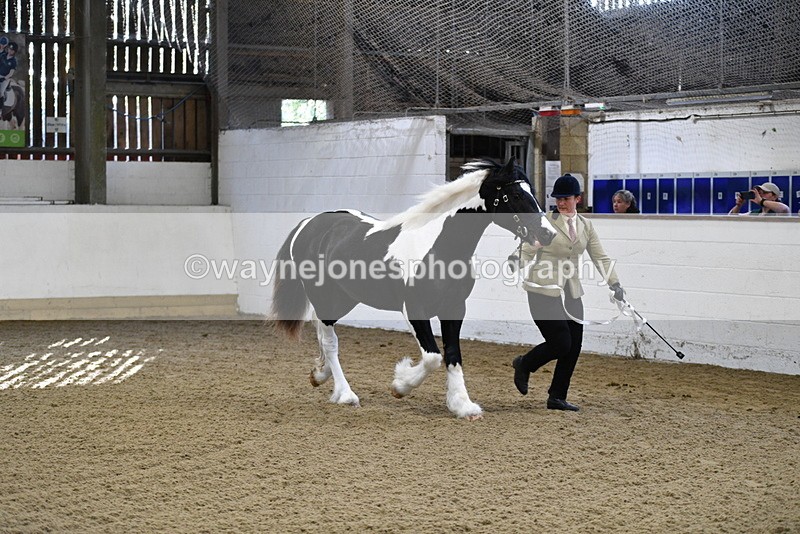 WJ5_3441 - Class 1 Youngstock