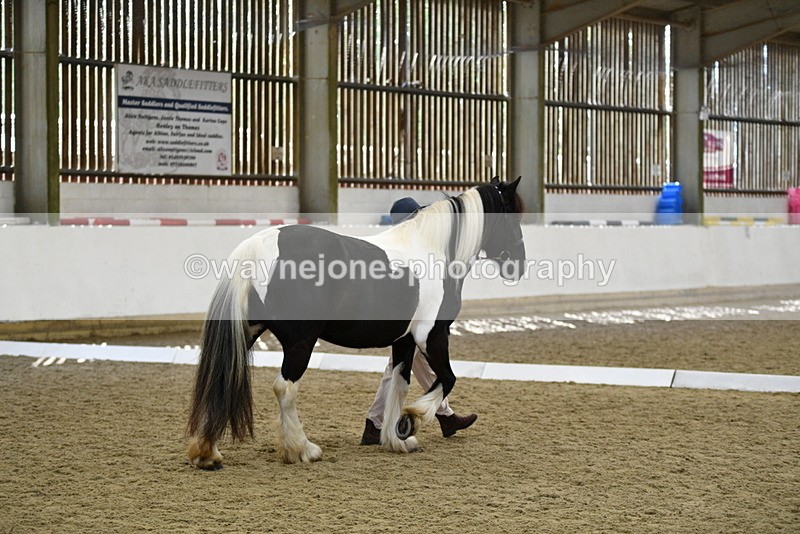 WJ5_4977 - Class 7 In hand coloured / odd coloured