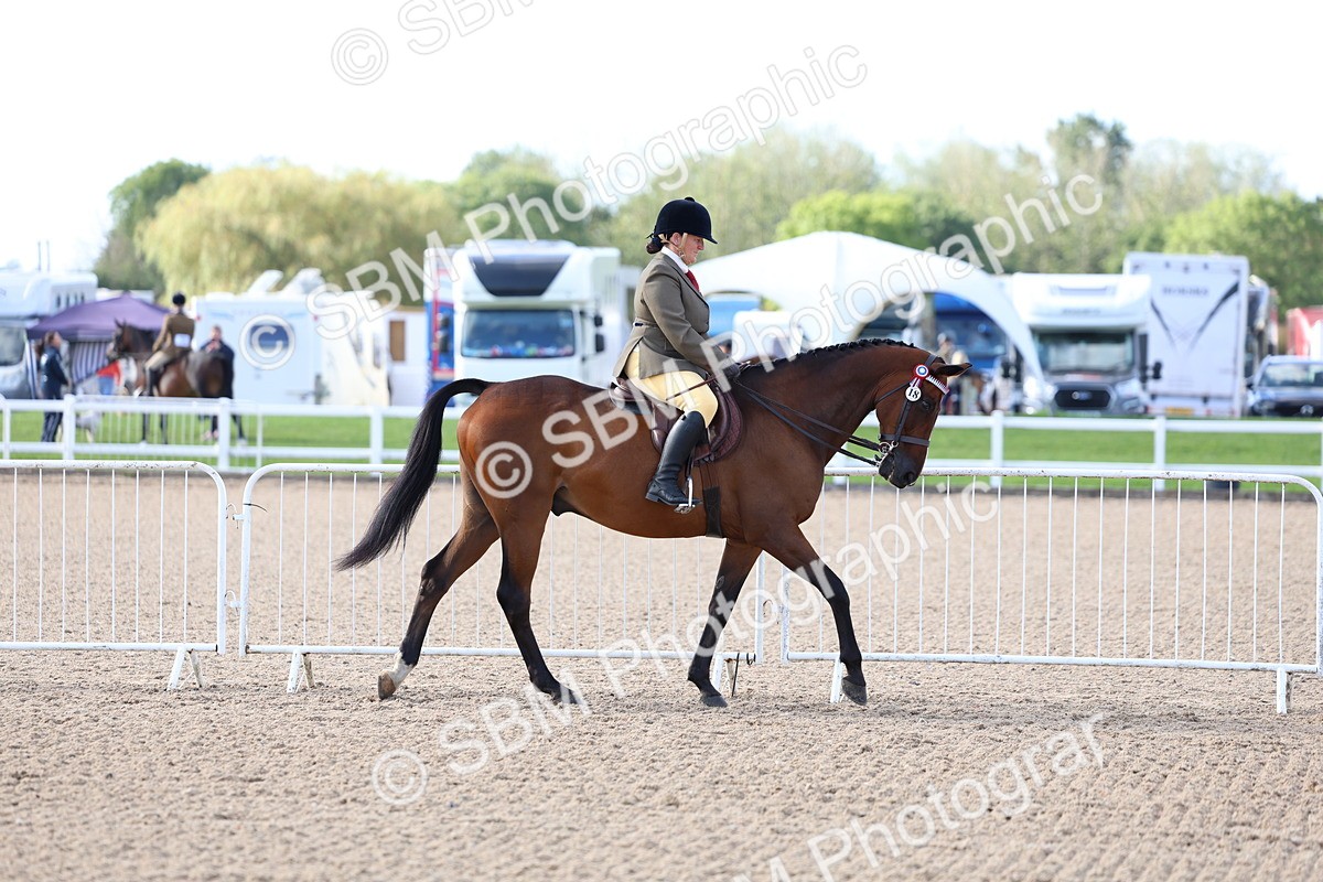 SBM_09092 - Class 303 - Ridden Pure Bred Horse Pony