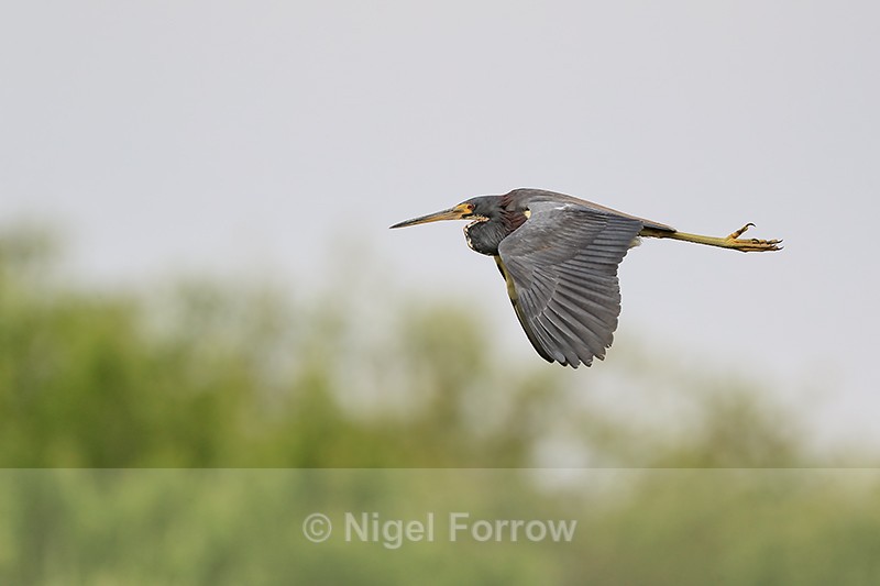 Tricolored Heron flying wings down, Harns Marsh, Florida - Tricolored Heron