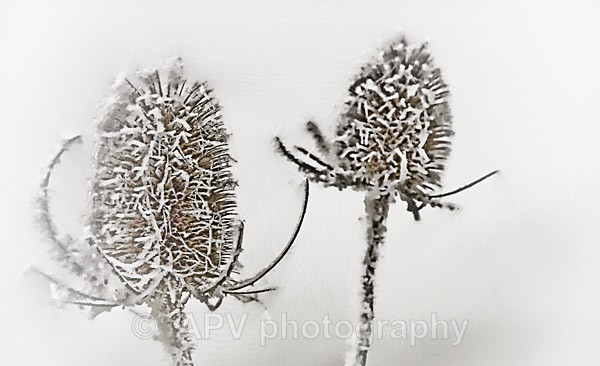 Frosty Teasels - Petals and Leaves