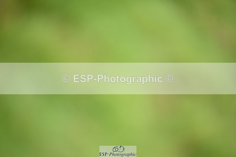 250831A-111156-09827 - Cls 35 Snr 1.20m Grand Prix