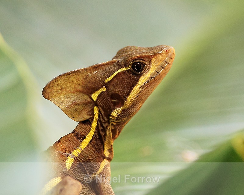 Brown Basilisk (male) close-up, Tortuguero, Costa Rica - REPTILES & AMPHIBIANS