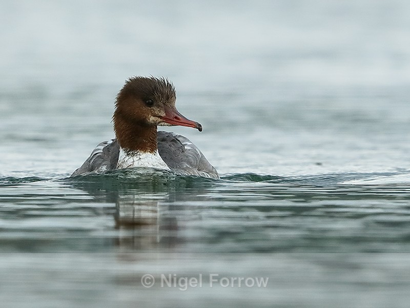 Goosander swimming, head-on, Farmoor Reservoir - Goosander