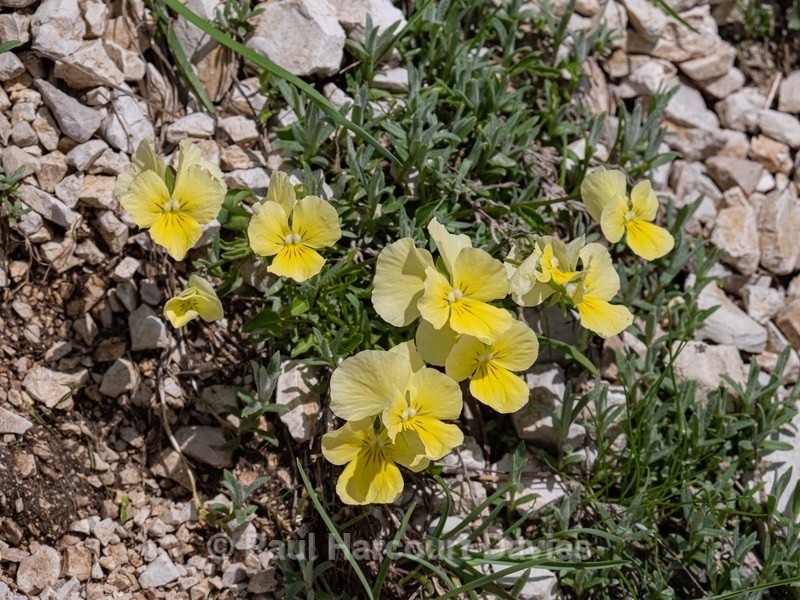 Eugenia's pansy (Viola eugeniae) - Gargano - Wild Flowers