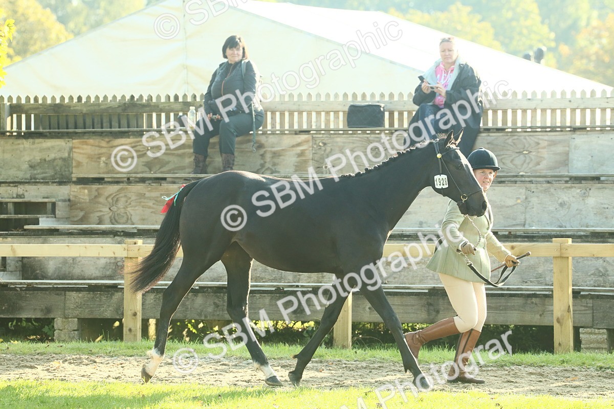 SBM_58540 - S37 - Starters In Hand Showing