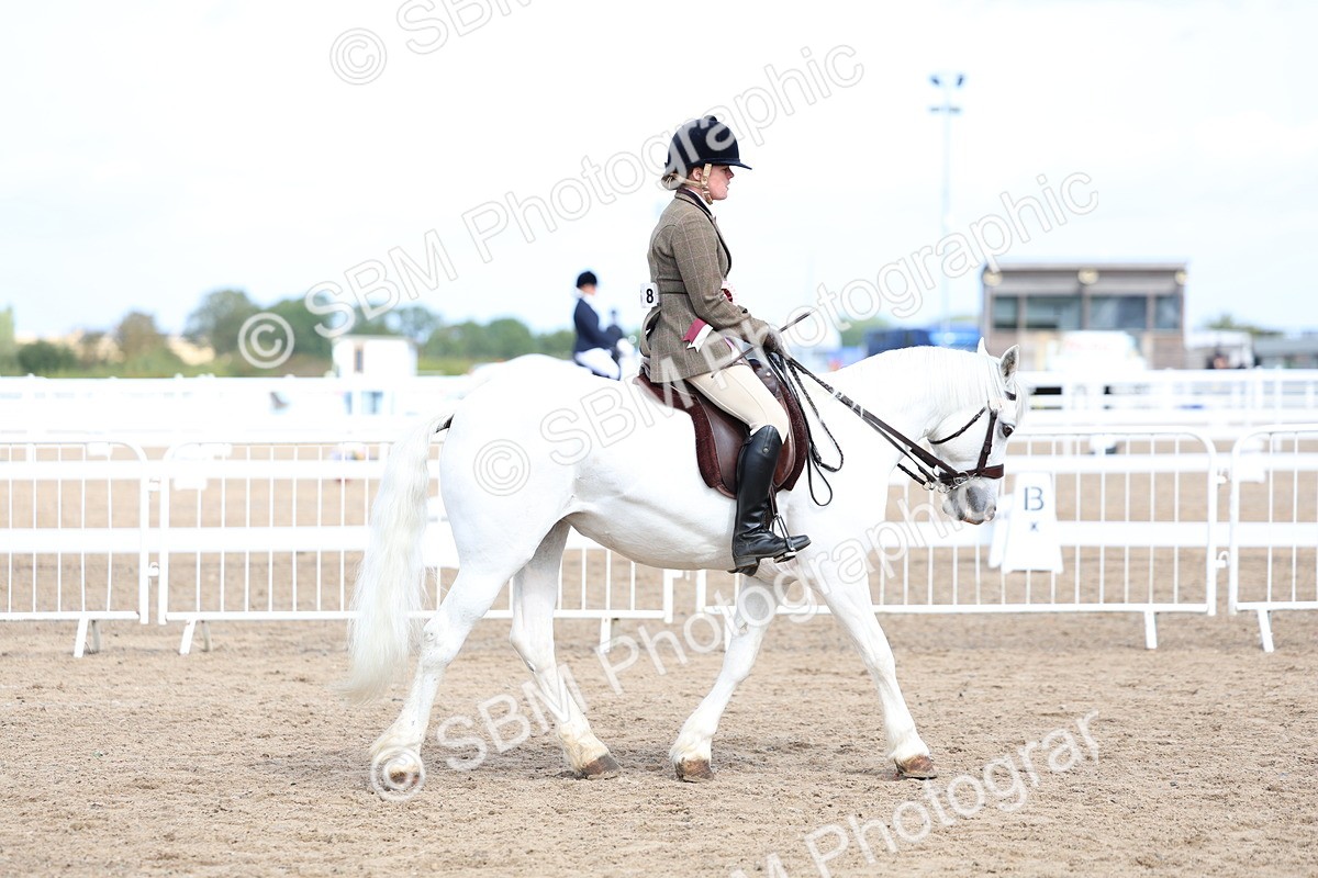SBM_02419 - Class 19 - Horse or Pony Judge would most like to take home