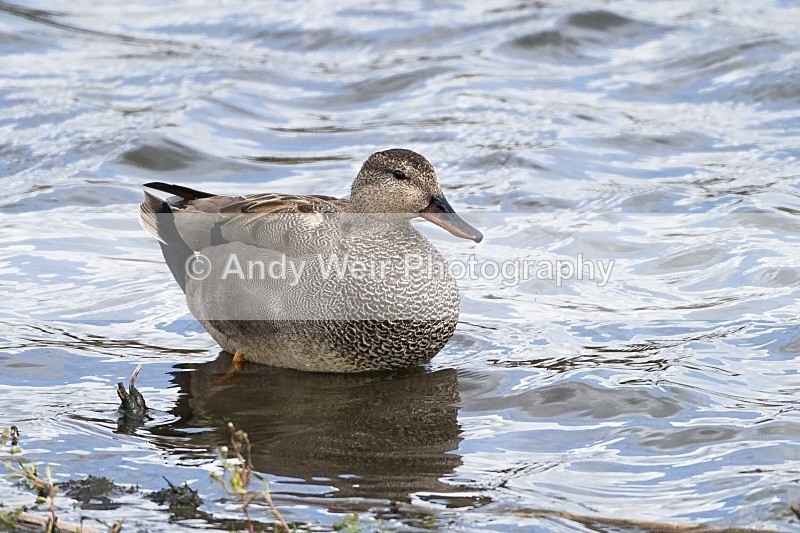 20120428-_MG_9696 - Gadwall