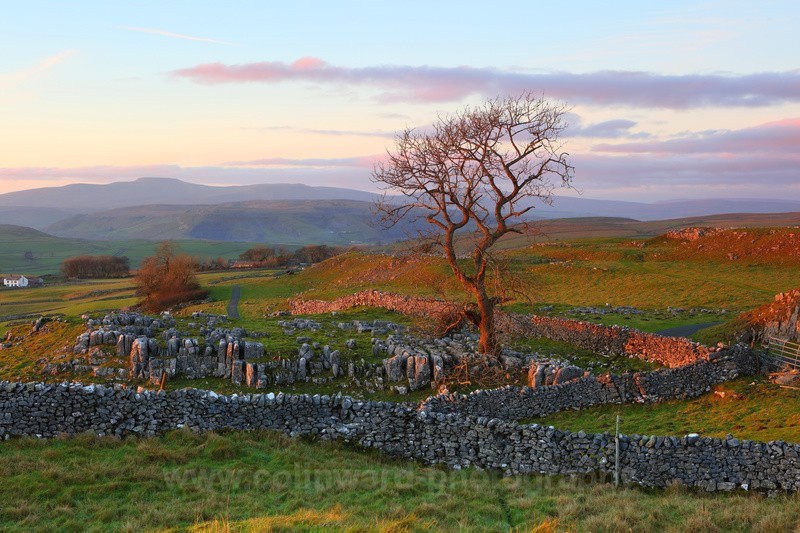 Whinskill Tree - The Pennines and Cumbria