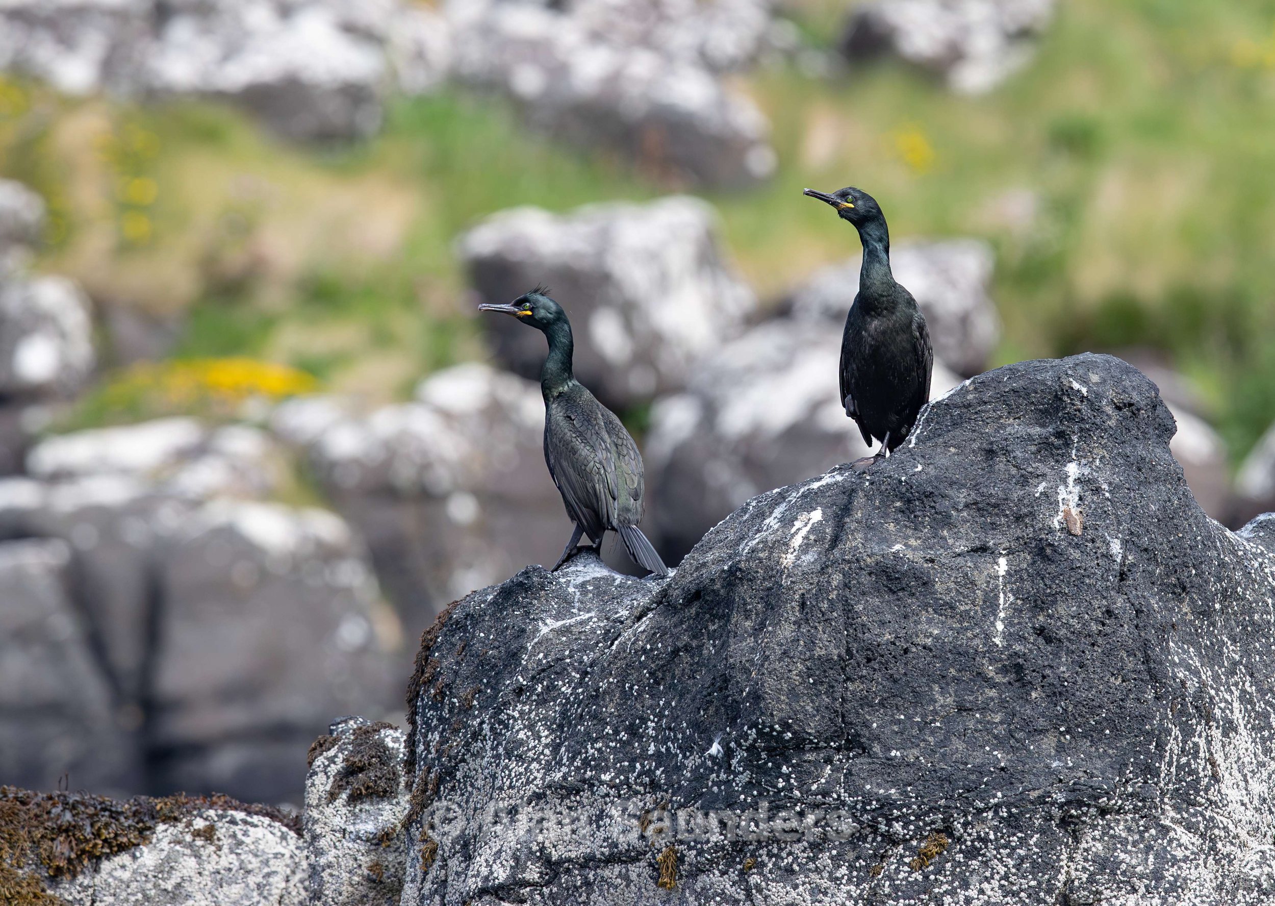 European Shag 7 (Gulosus aristotelis)