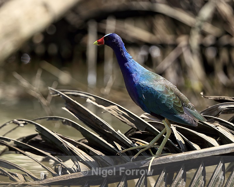 Purple Gallinule standing upright, Sierpe, Costa Rica - Purple Gallinule