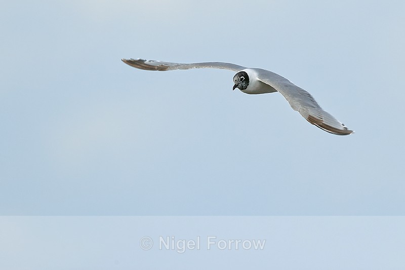 Franklin's Gull flying, Minnesota, USA - Franklin's Gull