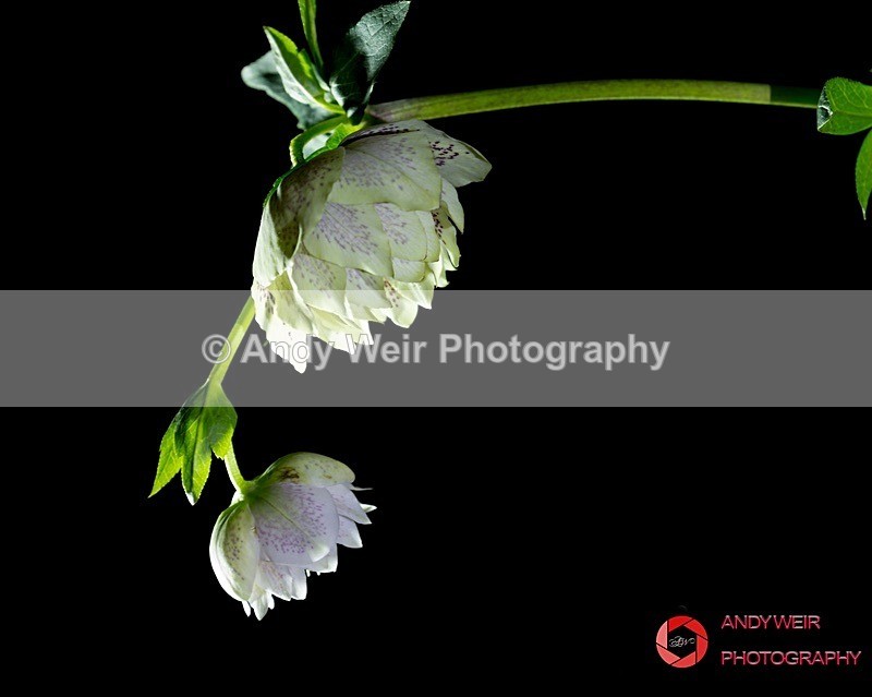 190306-untitled-3K8A7814-Edit - Plants & Flowers