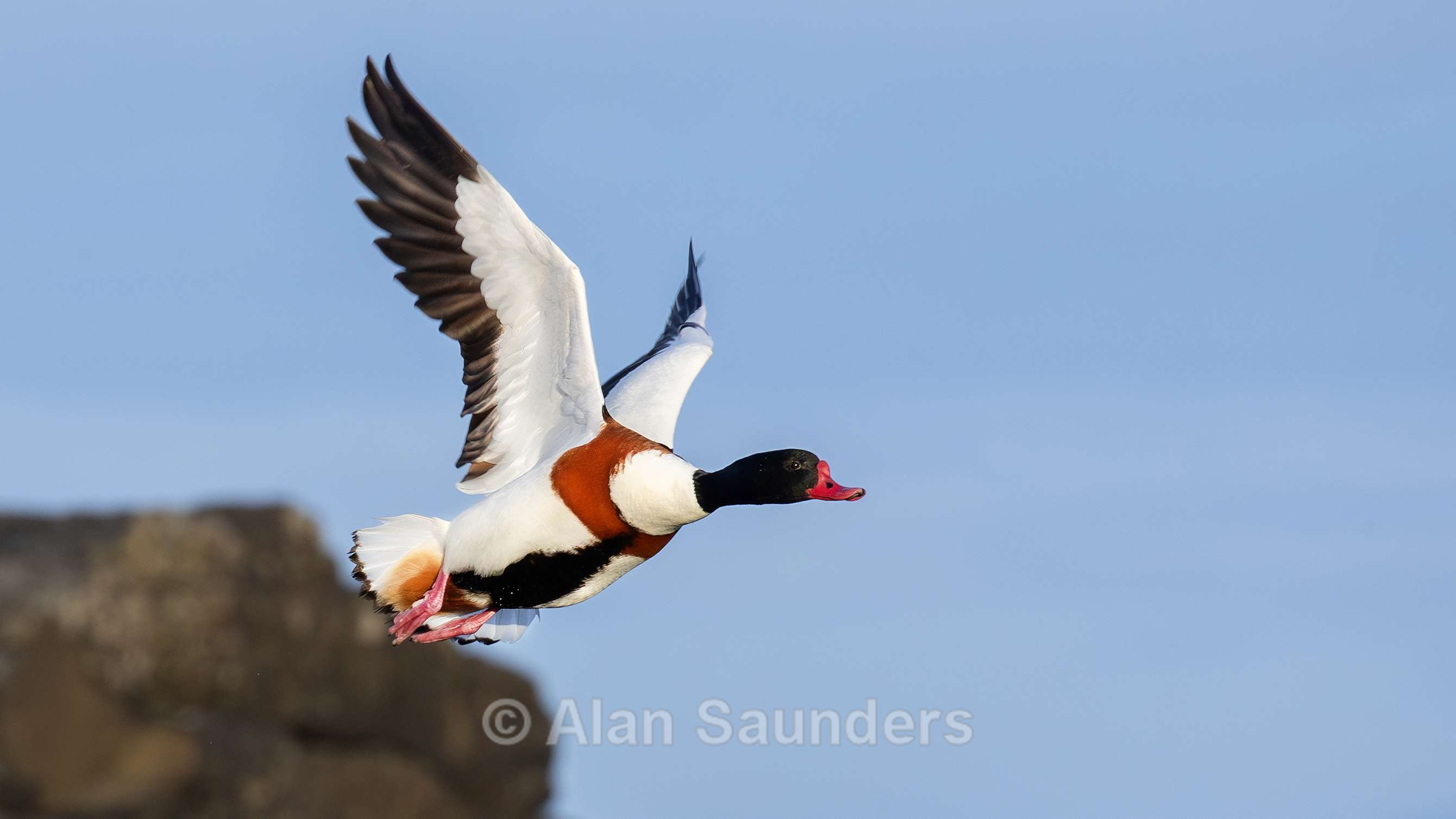 Shelduck 6