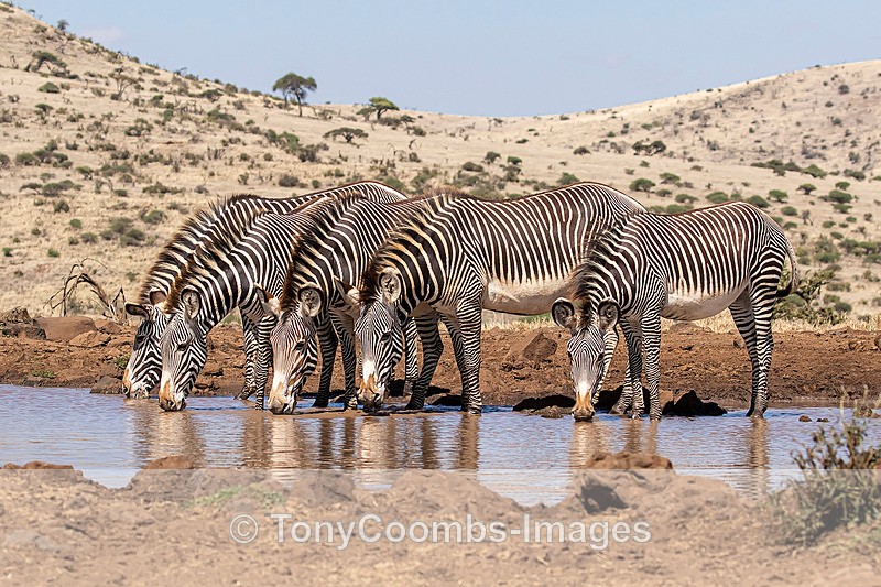 Grevys Zebra - Lewa ~ Other Mammals