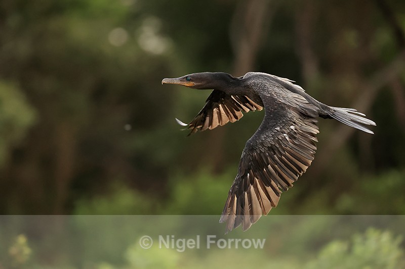 Neotropic Cormorant flying, Corixo Negro, Mato Grosso, Brazil - Neotropic Cormorant