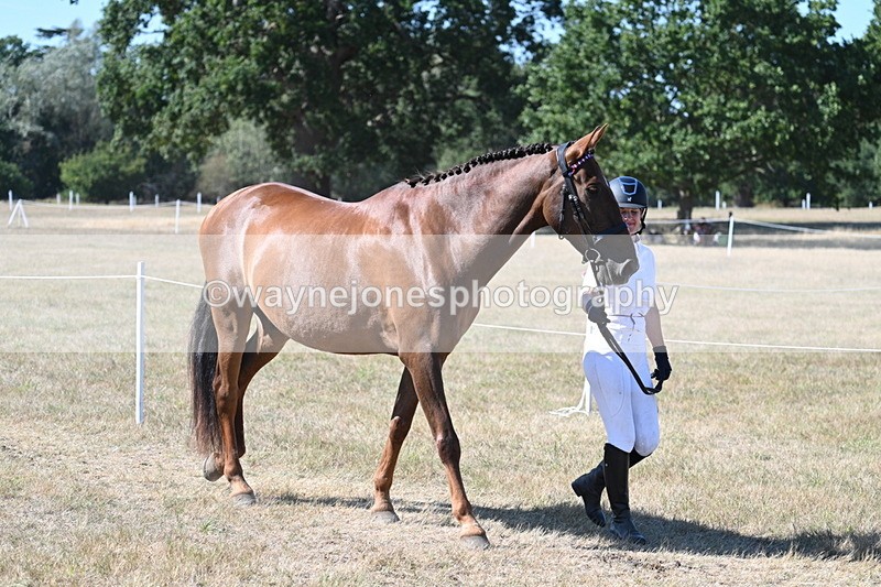 WJ7_1731 - Class 42 Most Handsome Gelding