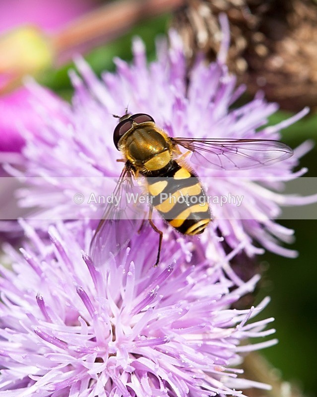 20110730-IMG_6204 - Insects