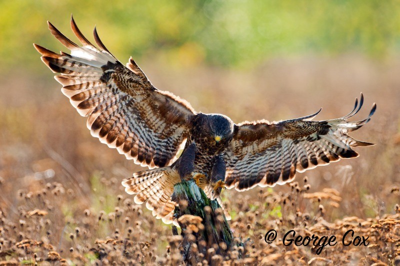 Buzzard (Buteo buteo) landing on a post