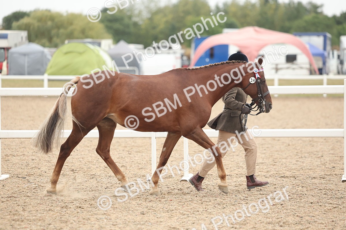 SBM_19766 - Class 318 - IH Part Bred Horse-Pony