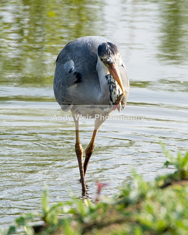 20110422-IMG_4558 - Grey Heron