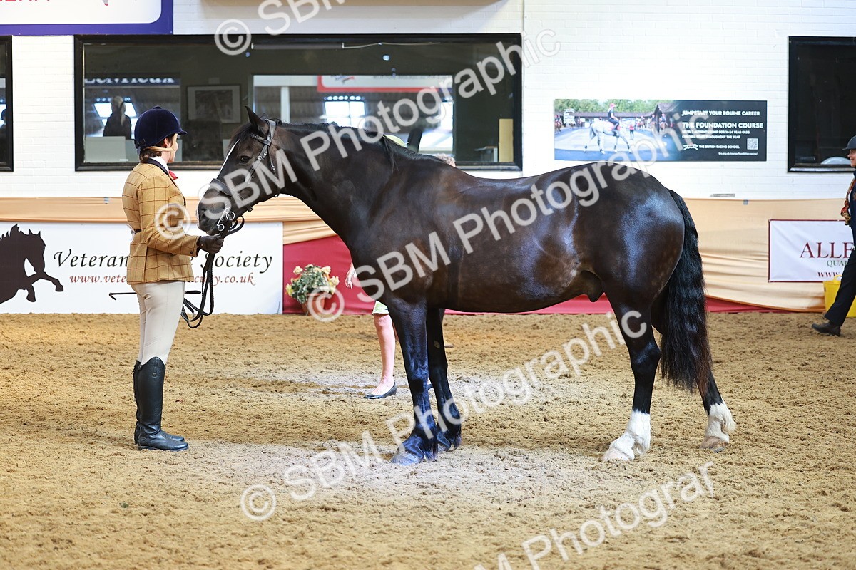SBM_10713 - Class 103 - HOYS Veteran Qualifier - Ridden Pre Vet
