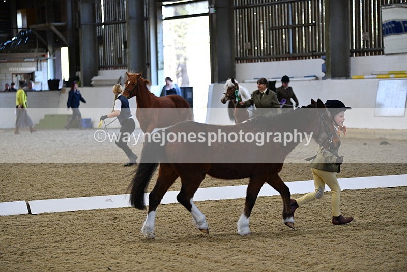 WJ5_3785 - Class 5 In Hand Veterans