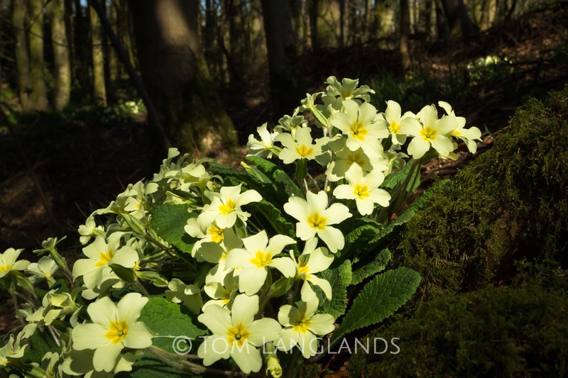 Primroses - Trees, Flowers and Plants